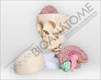 Crânio com Coluna Cervical e Cérebro com 10 Partes