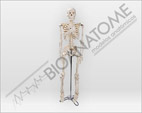Esqueleto 85 cm