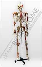 Esqueleto Articulado e Muscular 168 cm