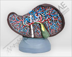 Fígado e Vísicula Biliar Modelo Luxo